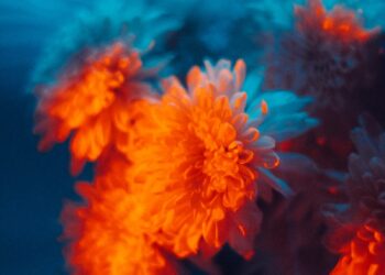 Orange flowers illuminated by vibrant blue and orange light.