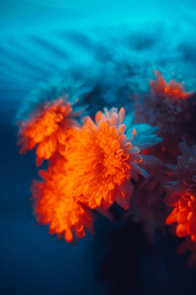 Orange flowers illuminated by vibrant blue and orange light.
