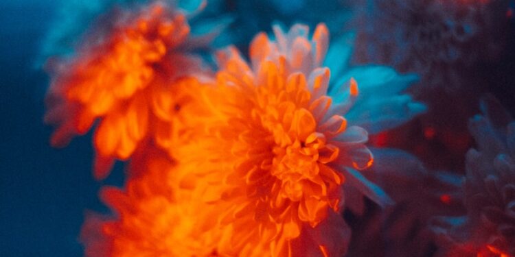 Orange flowers illuminated by vibrant blue and orange light.