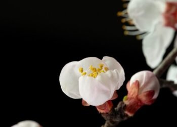 Delicate white cherry blossoms on a dark background