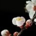 Delicate white cherry blossoms on a dark background